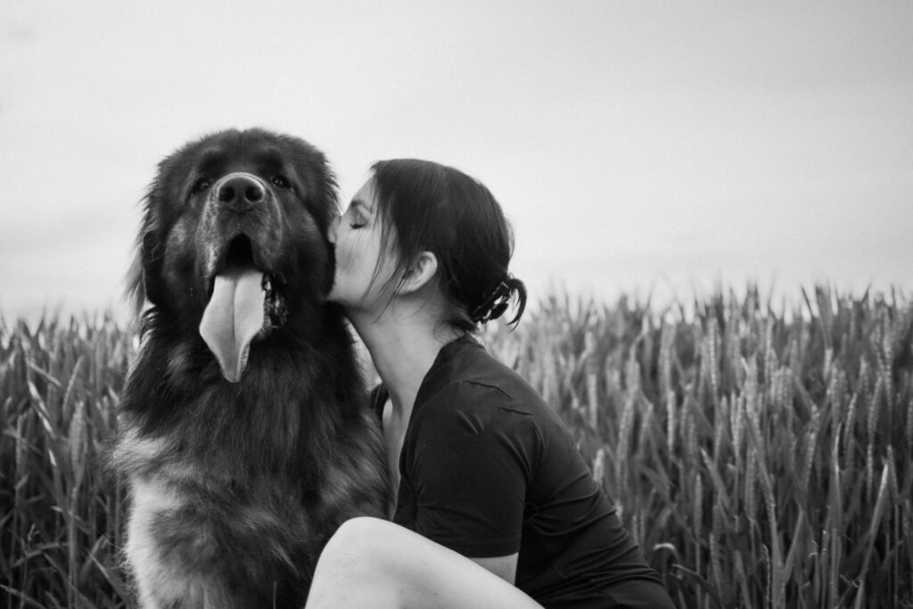 Oferta 1 leonberger
