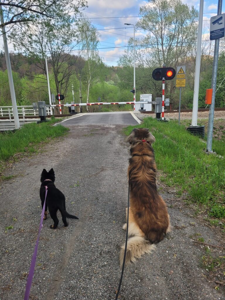 Z marzeń o molosie - 10 przemyśleń o życiu z leonbergerem 5 chodsky pes, leonberger