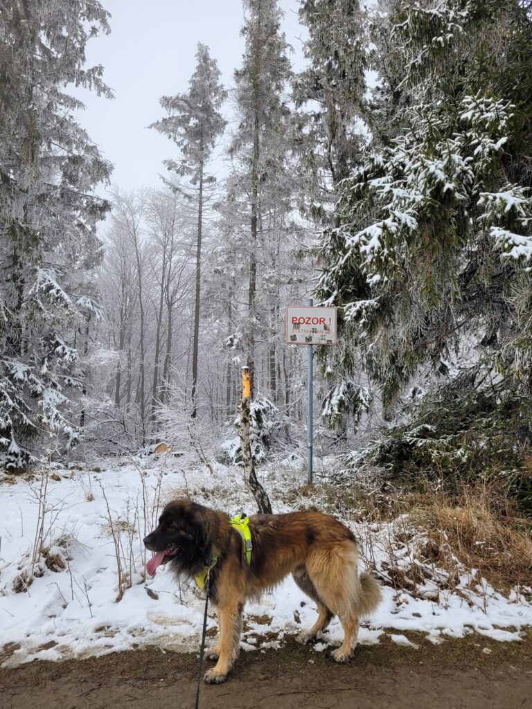 Z marzeń o molosie - 10 przemyśleń o życiu z leonbergerem 6 leonberger