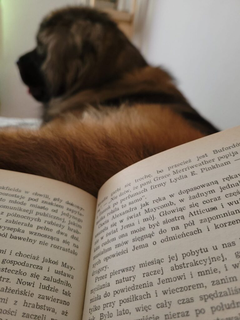 Z marzeń o molosie - 10 przemyśleń o życiu z leonbergerem 4 leonberger
