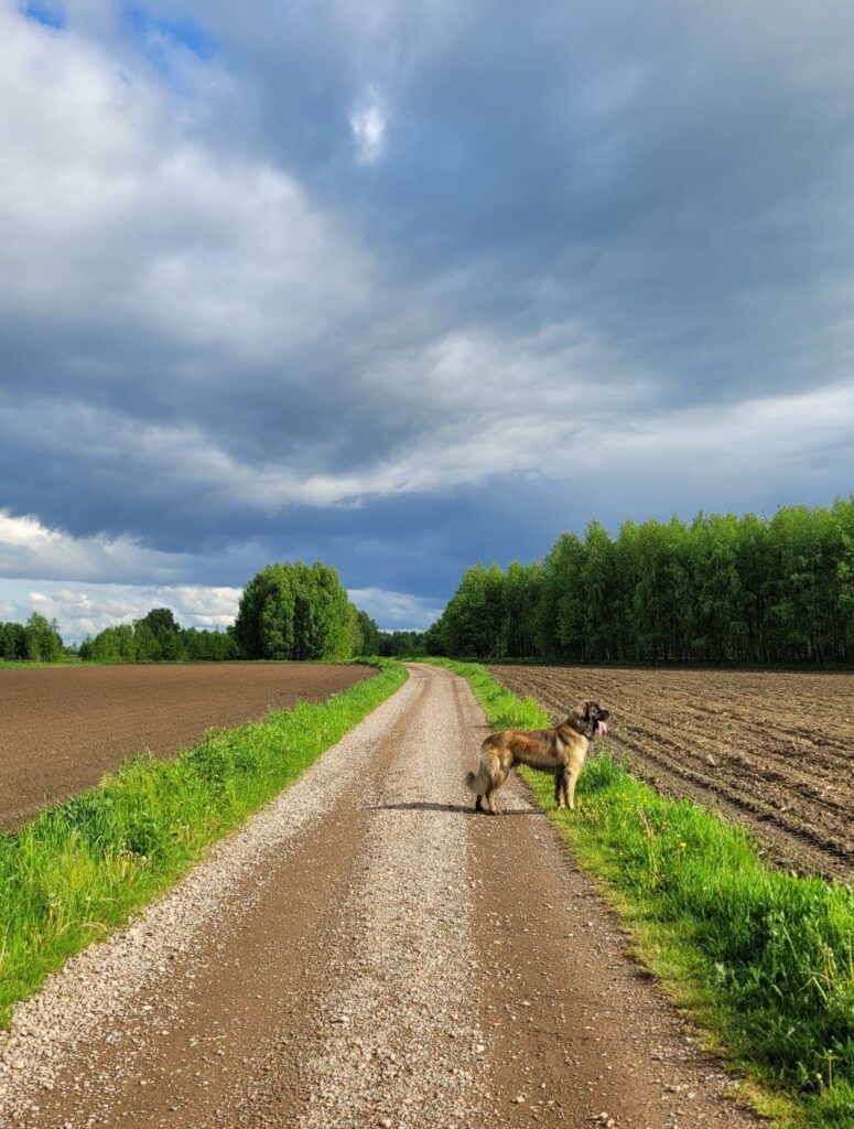 Z marzeń o molosie - 10 przemyśleń o życiu z leonbergerem 2 leonberger
