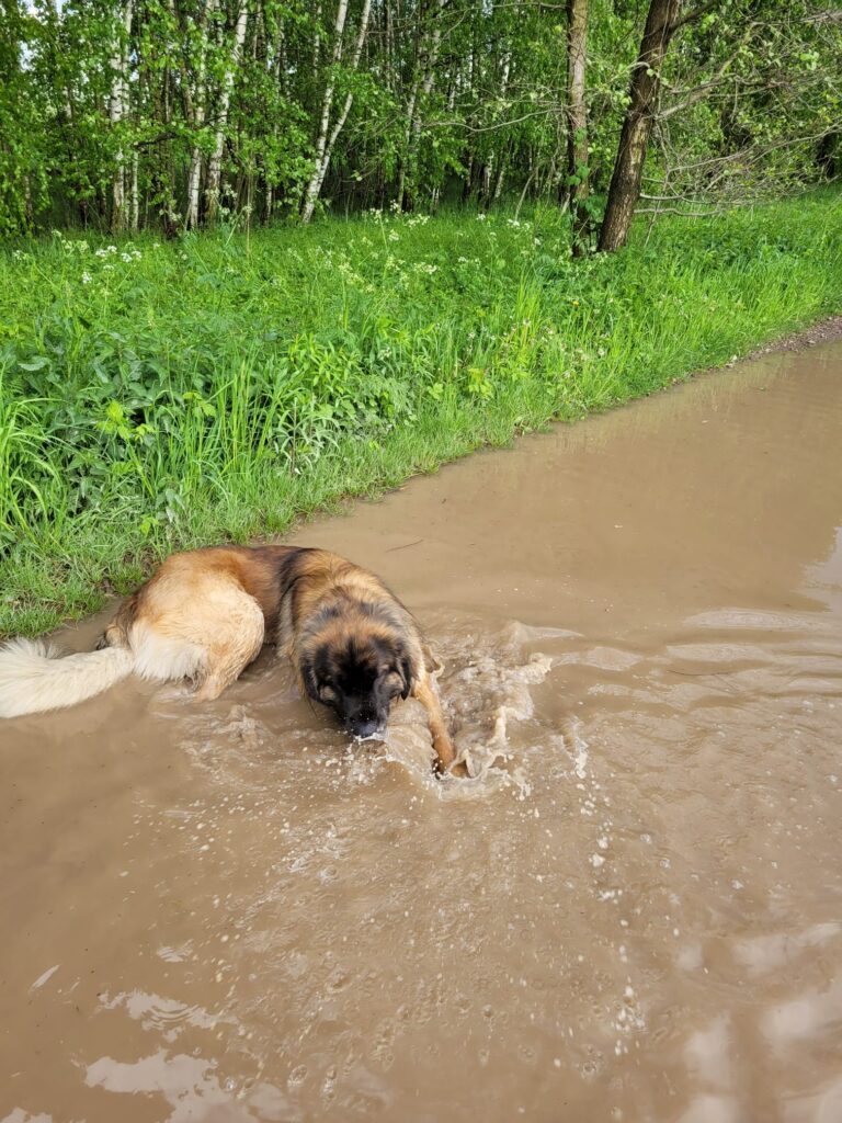Z marzeń o molosie - 10 przemyśleń o życiu z leonbergerem 3 leonberger