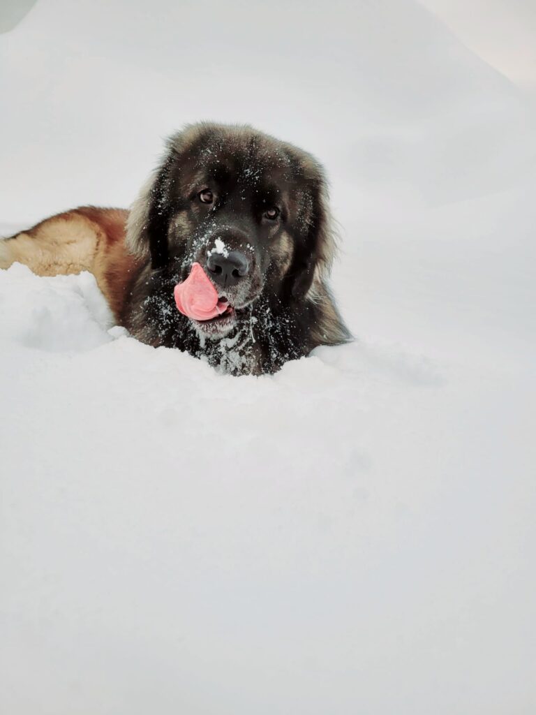 Z marzeń o molosie - 10 przemyśleń o życiu z leonbergerem 1 leonberger, snow